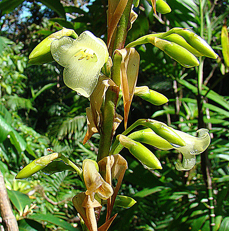 Werauhia pedicellata