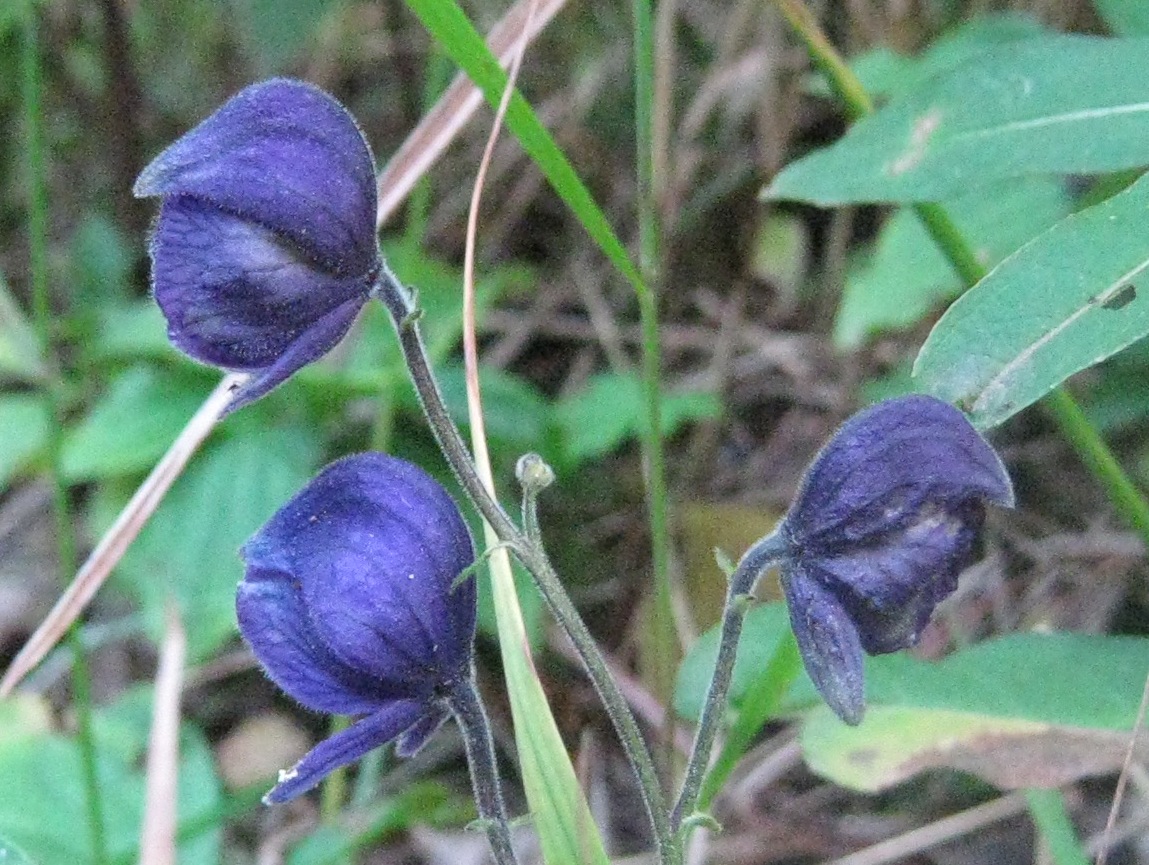 Aconitum delphiniifolium