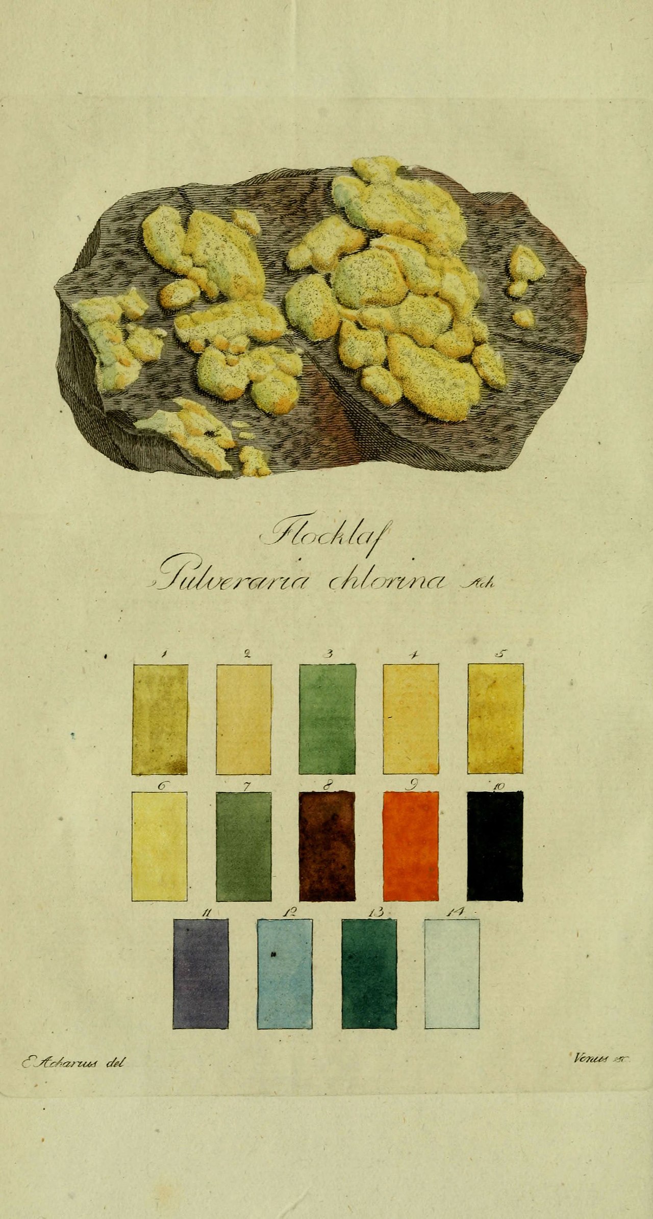 Chrysothrix chlorina
