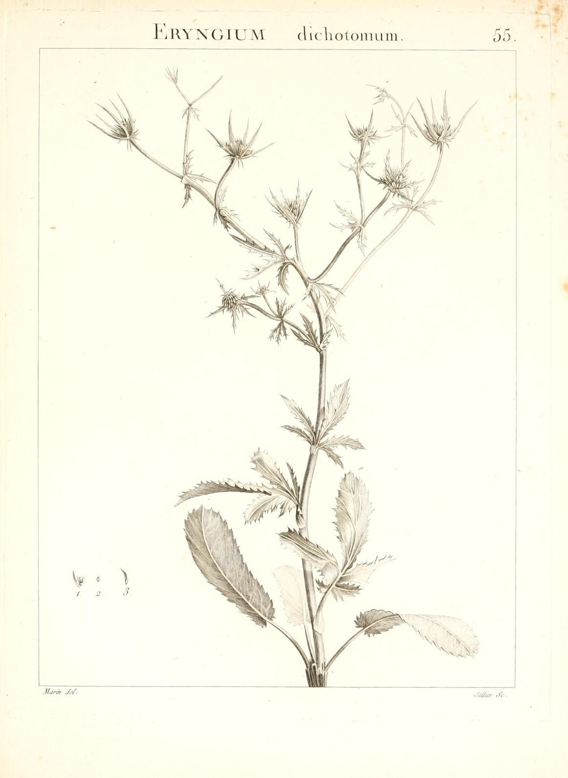 Eryngium dichotomum