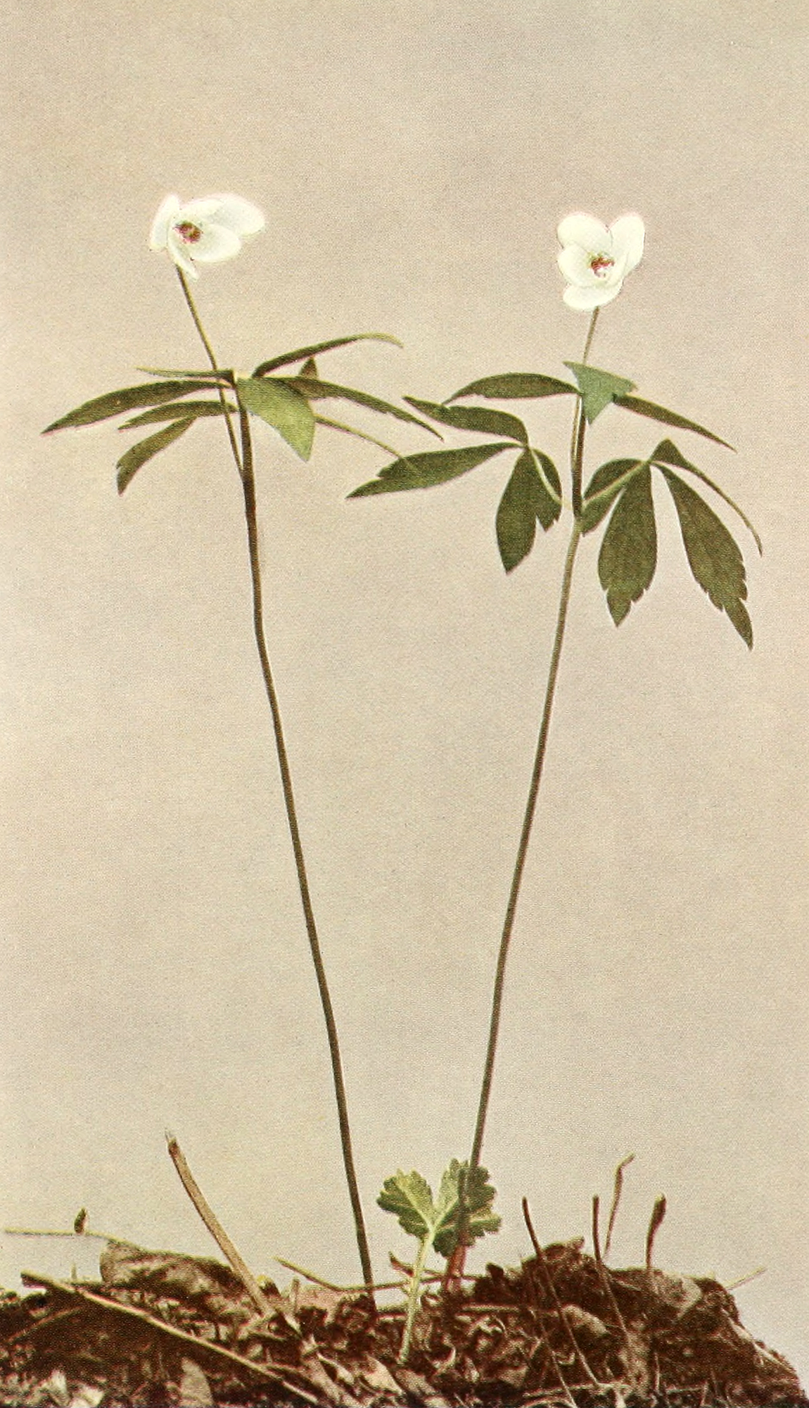 Anemone quinquefolia