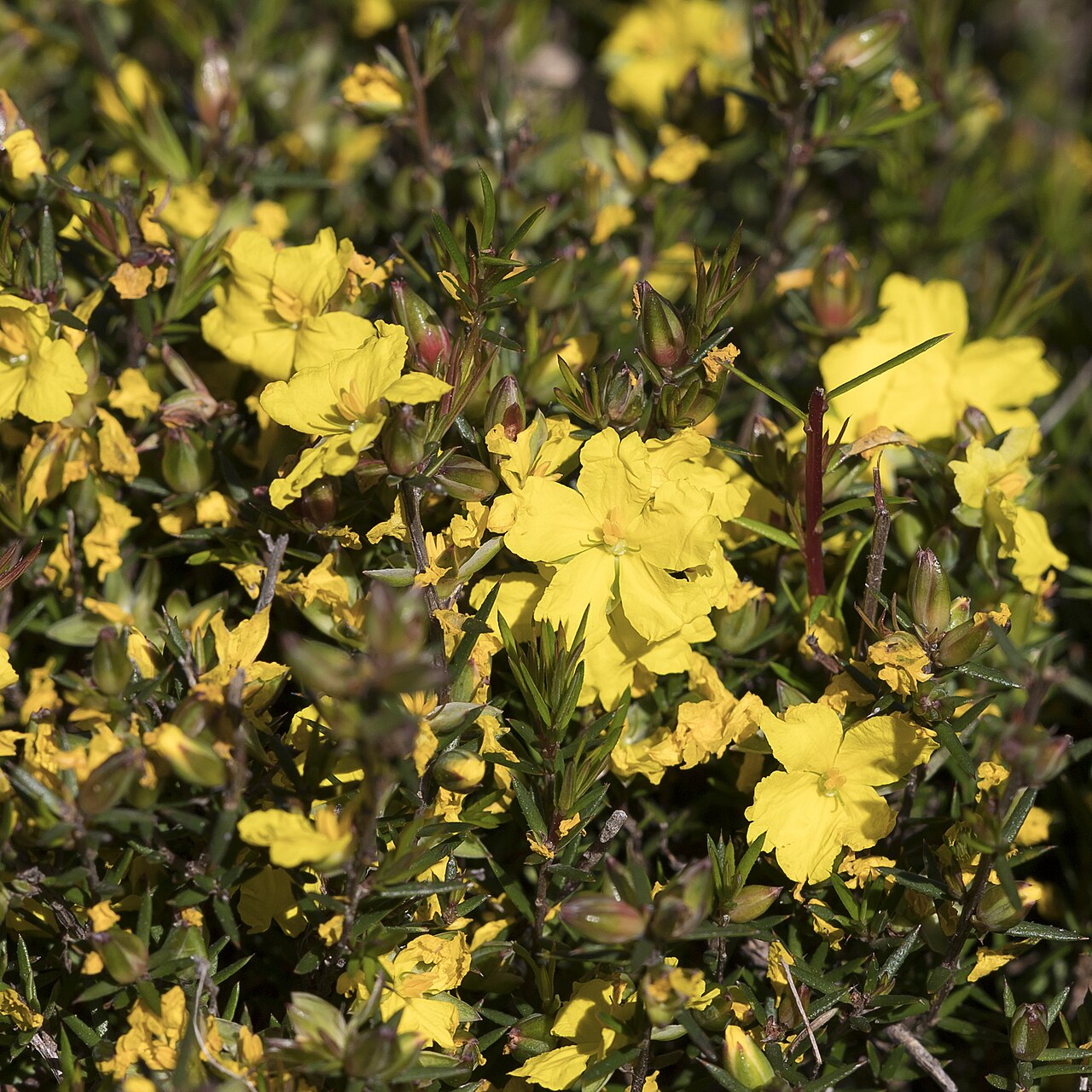 Hibbertia exutiacies