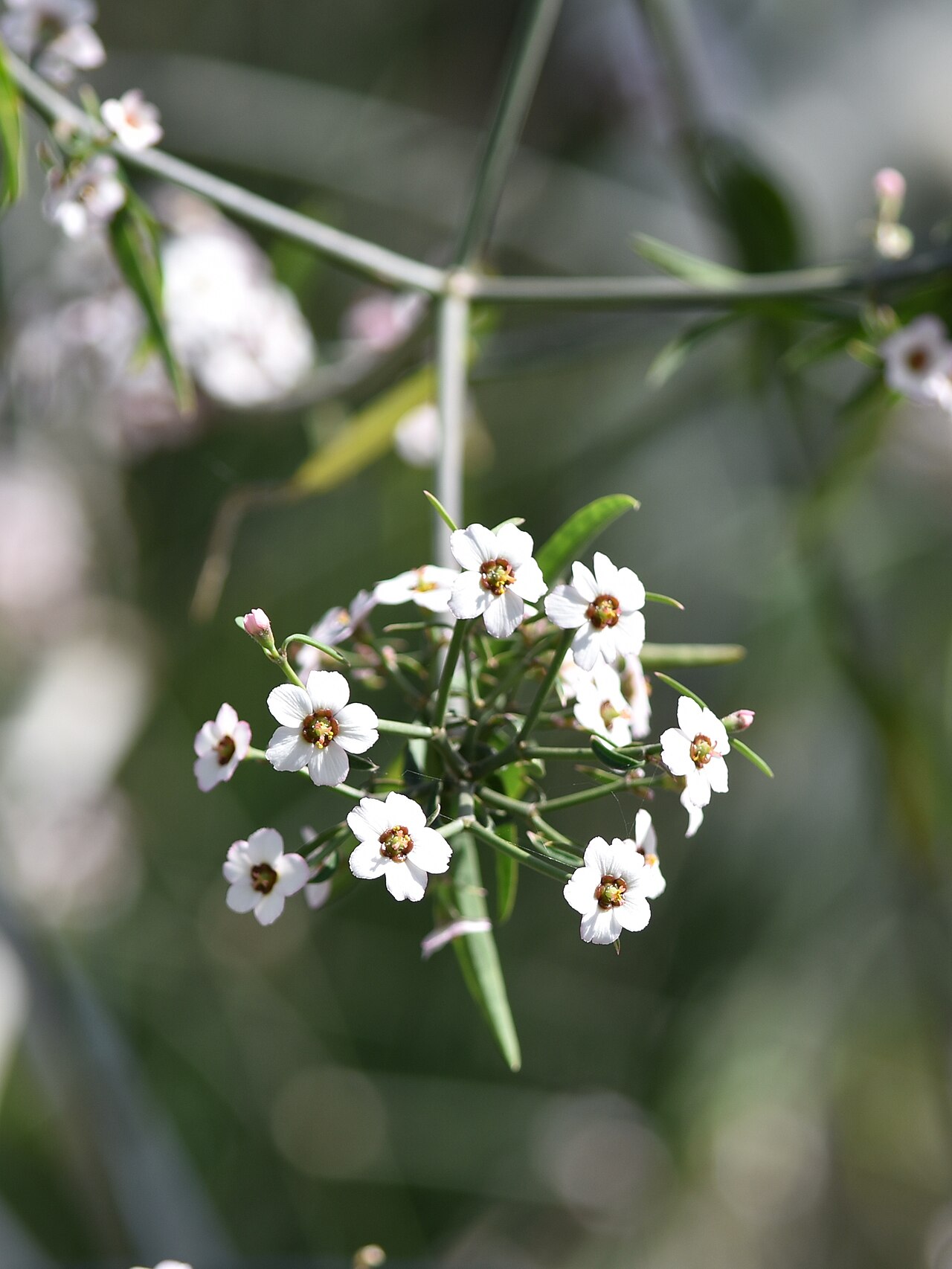 Baja spurge