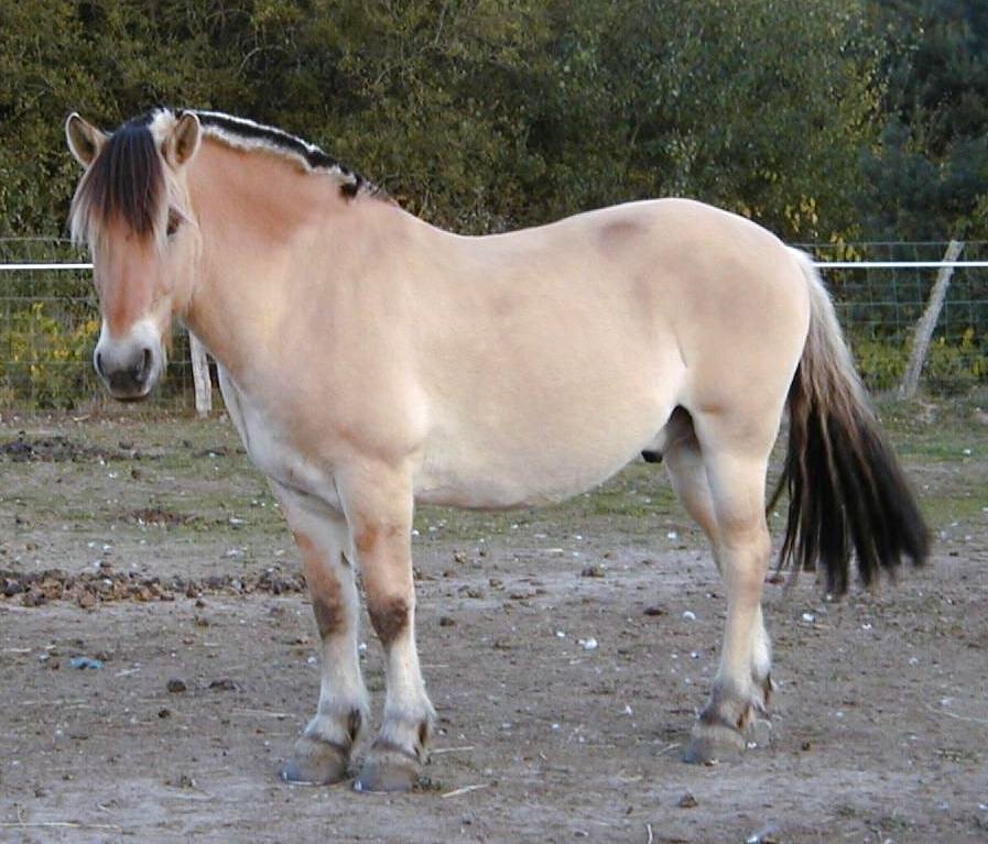 Fjord horse