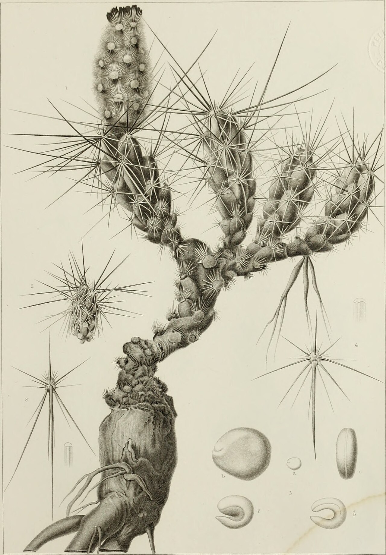 Grusonia grahamii