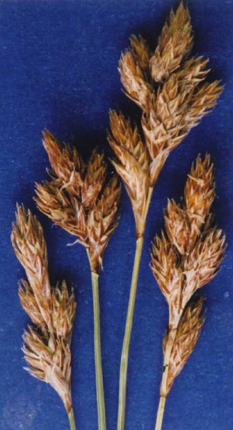 Carex phaeocephala