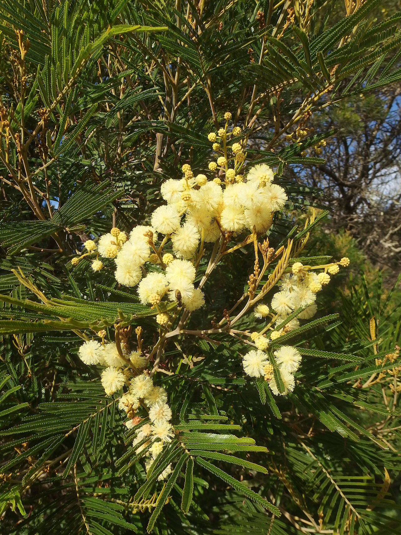 Black wattle