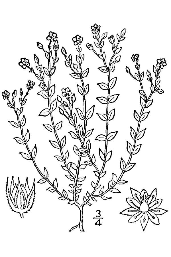 Arenaria leptoclados