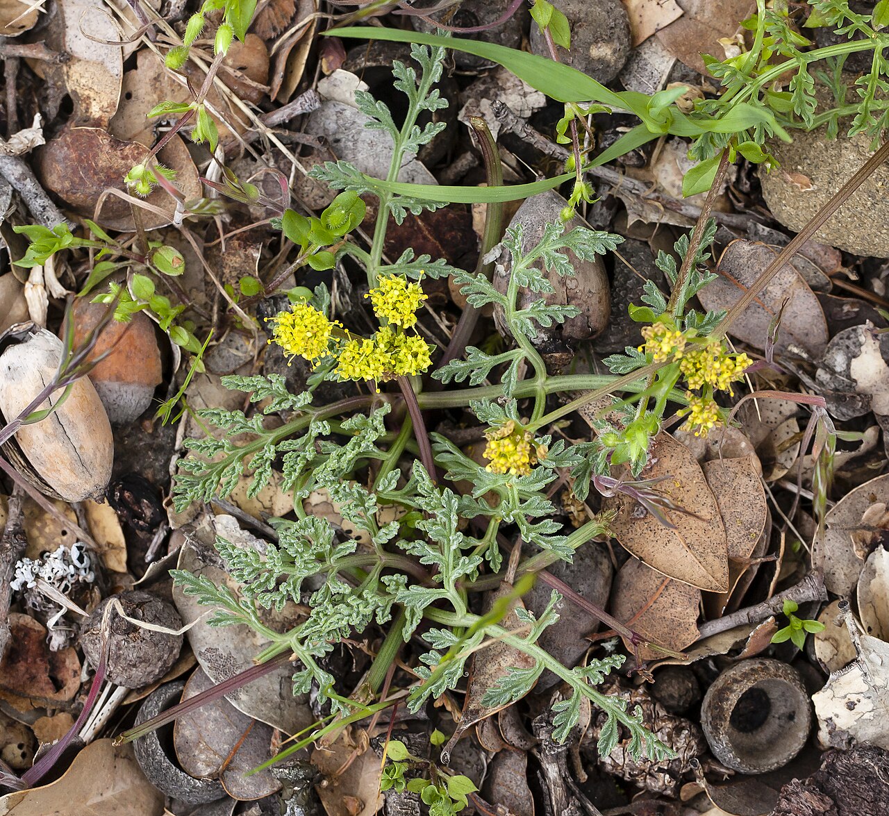 Lomatium observatorium