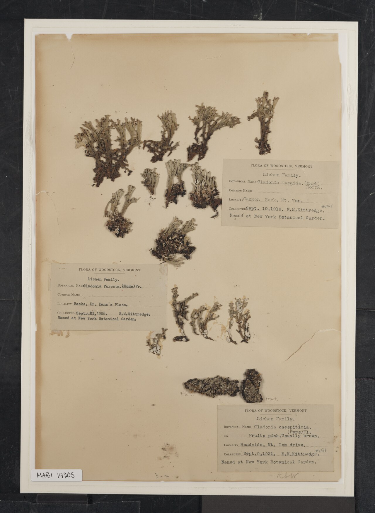 Cladonia caespiticia