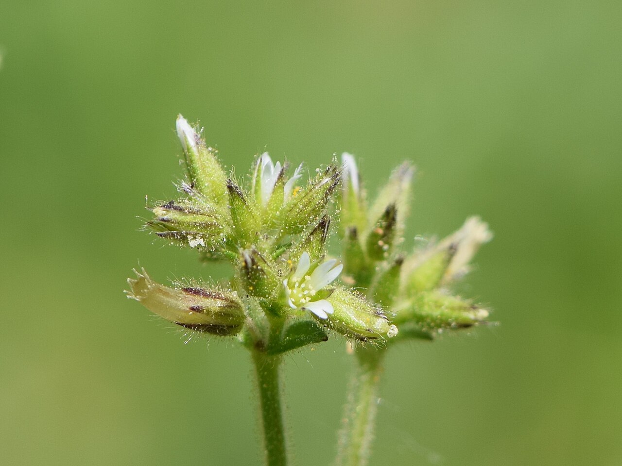 Cerastium brachypetalum