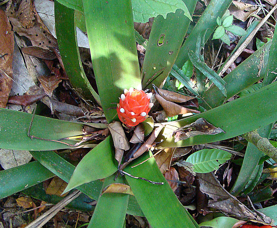 Guzmania desautelsii