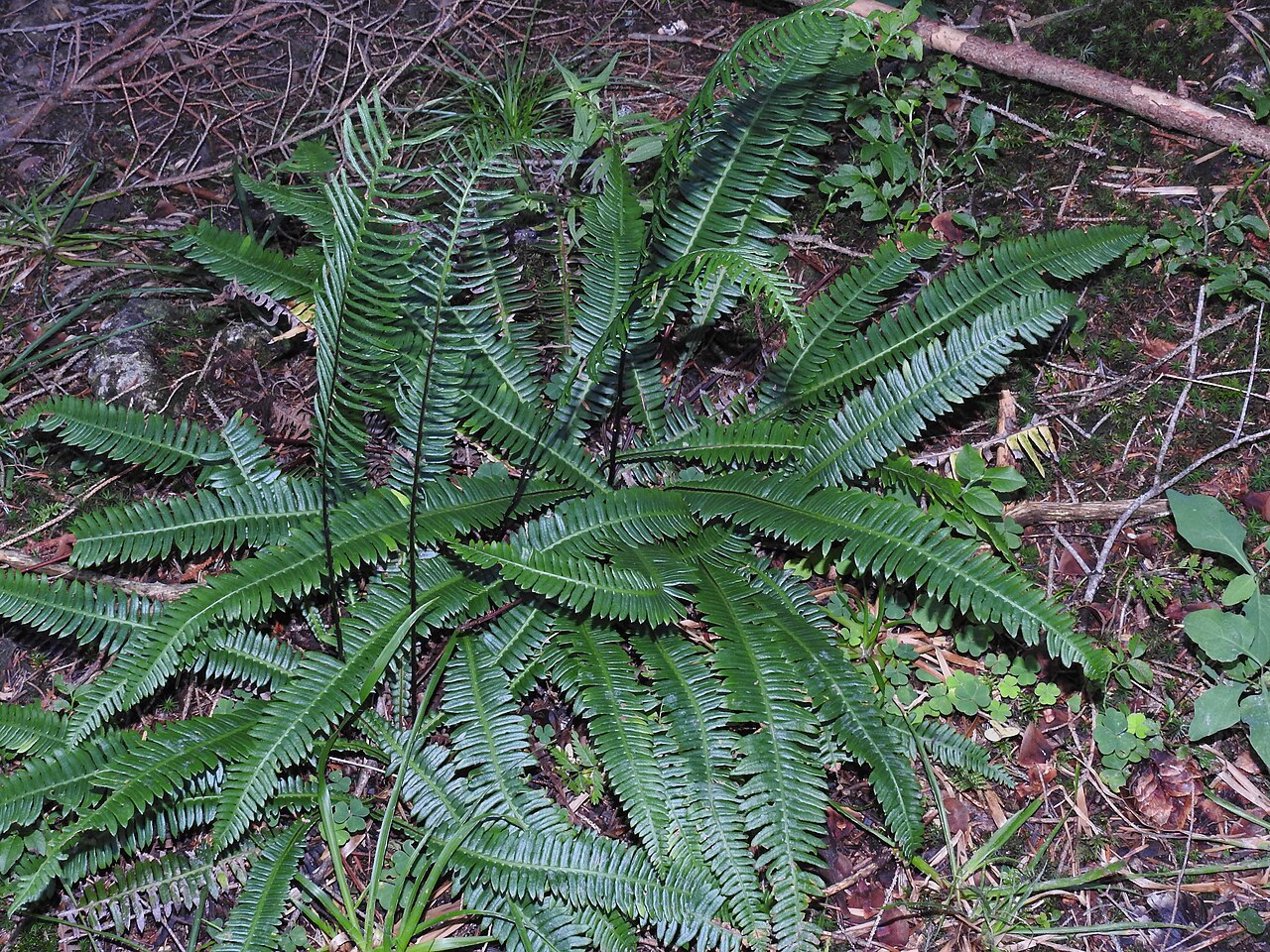 Blechnum spicant