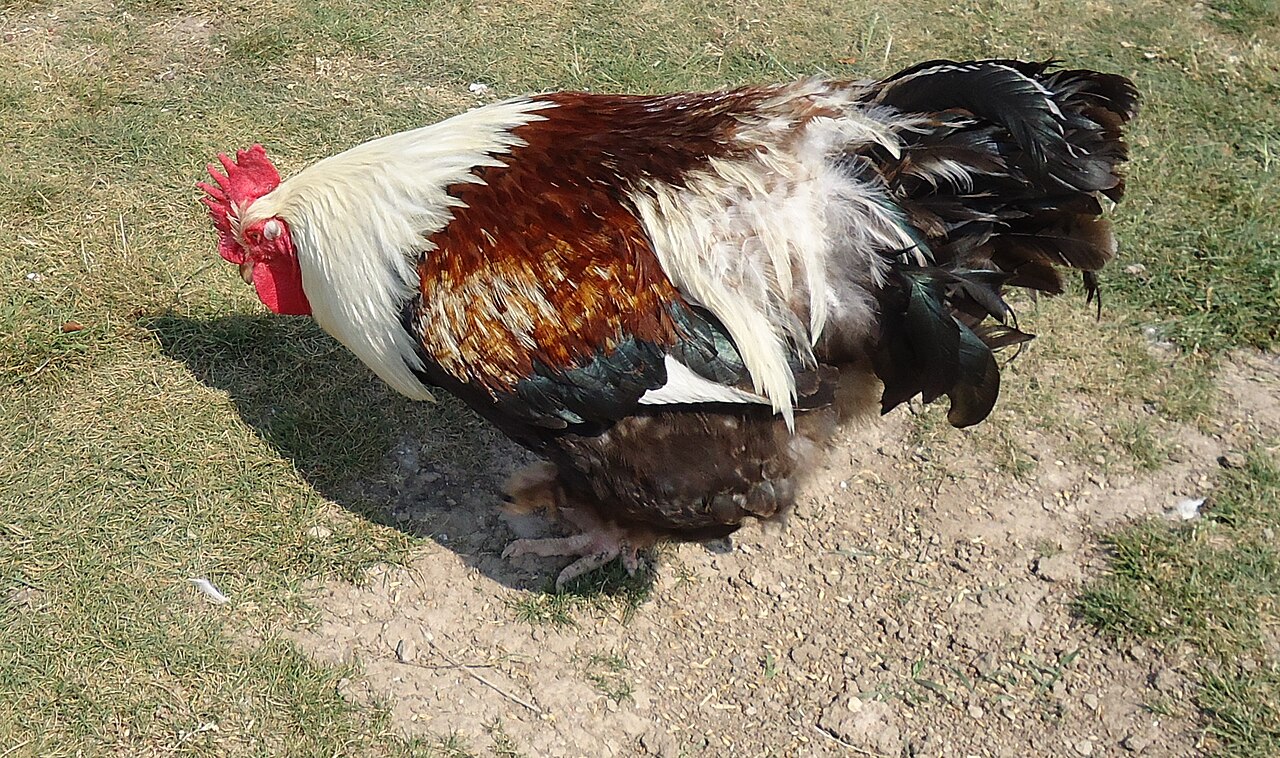 Meuse chicken