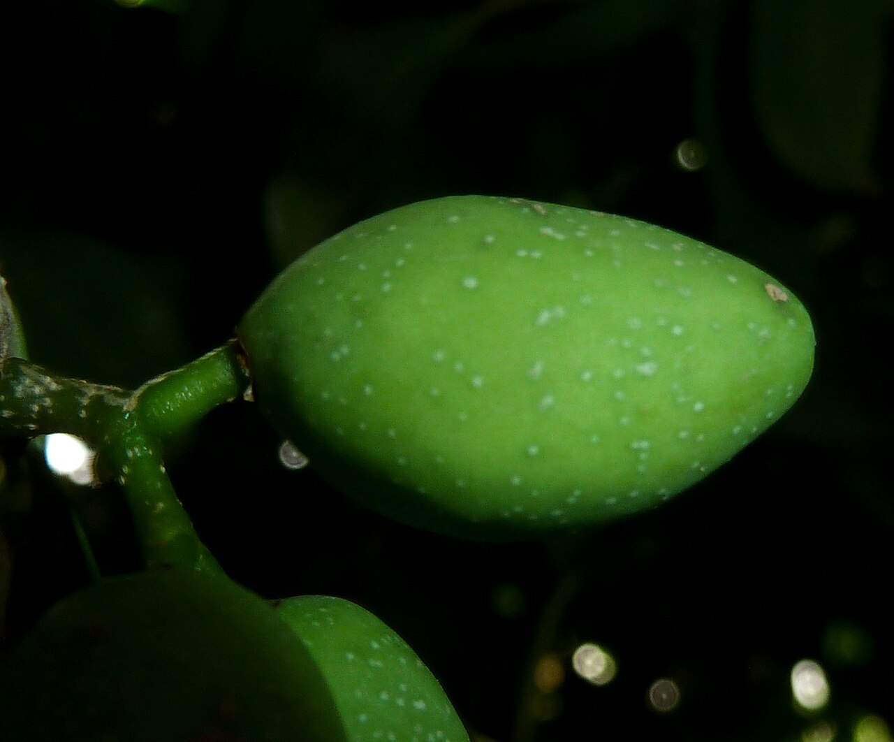 Chionanthus foveolatus