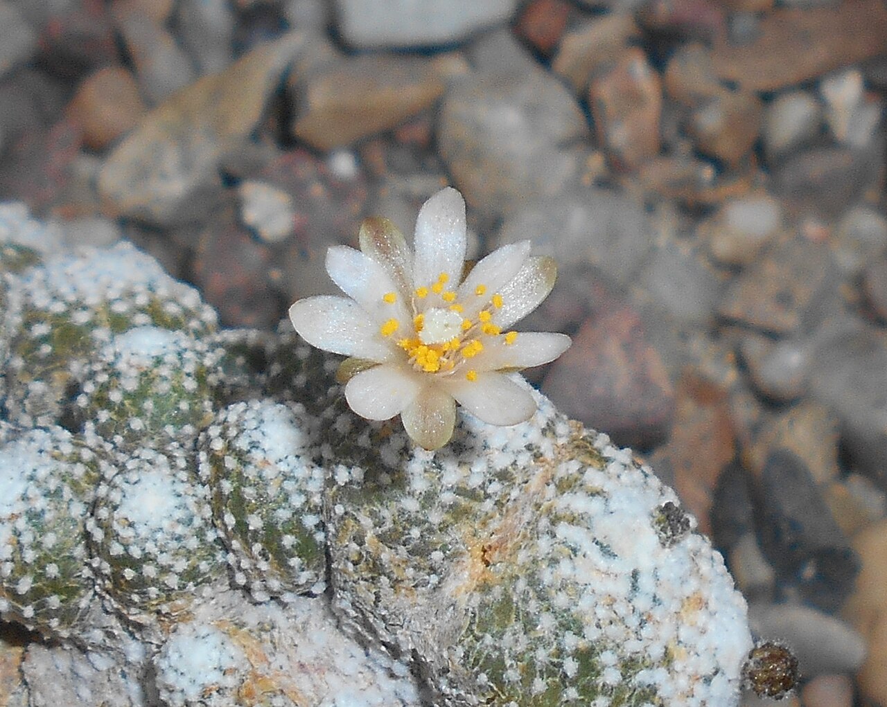 Blossfeldia liliputana