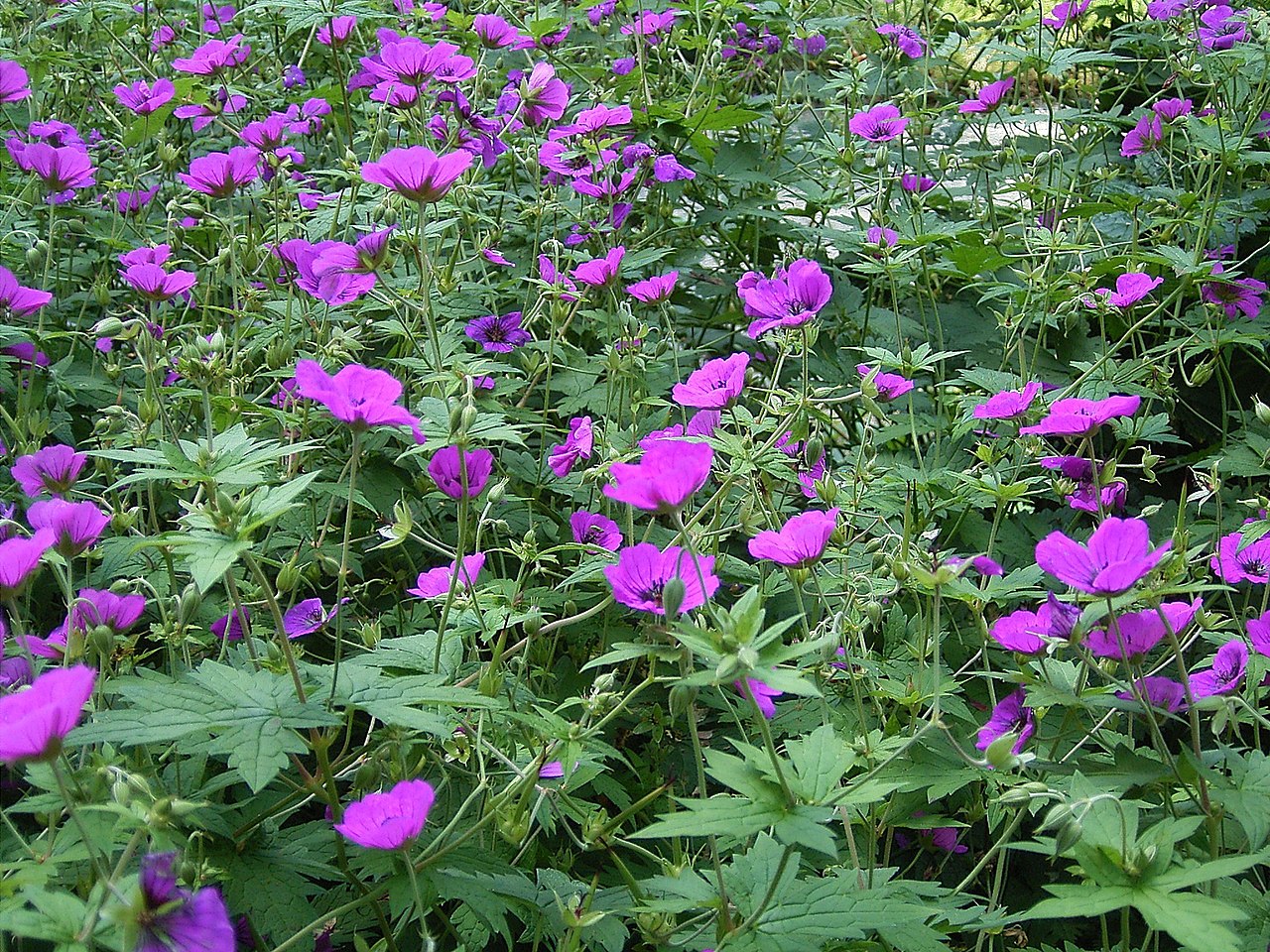 Geranium psilostemon