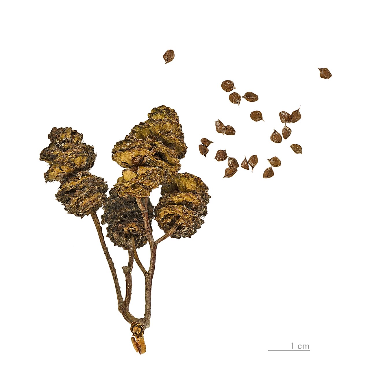 Alnus glutinosa