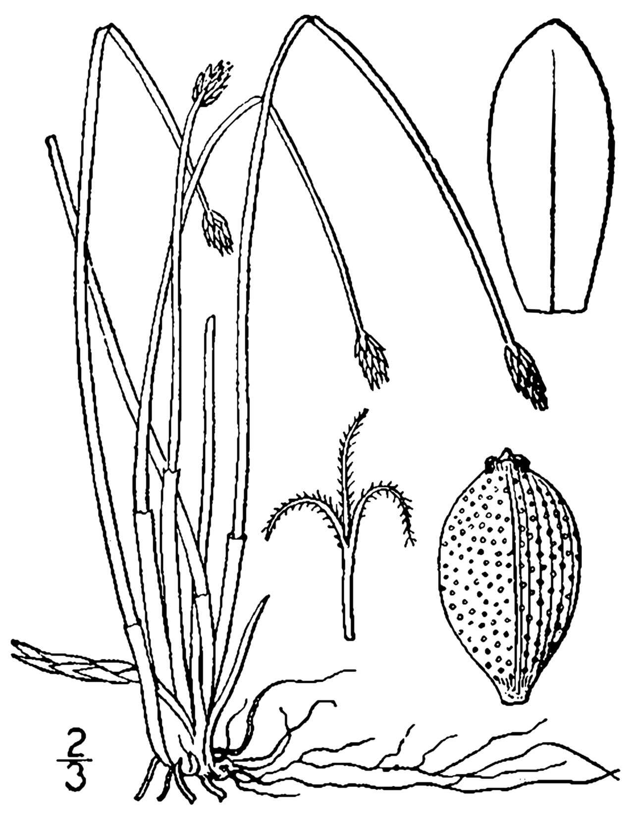 Eleocharis compressa