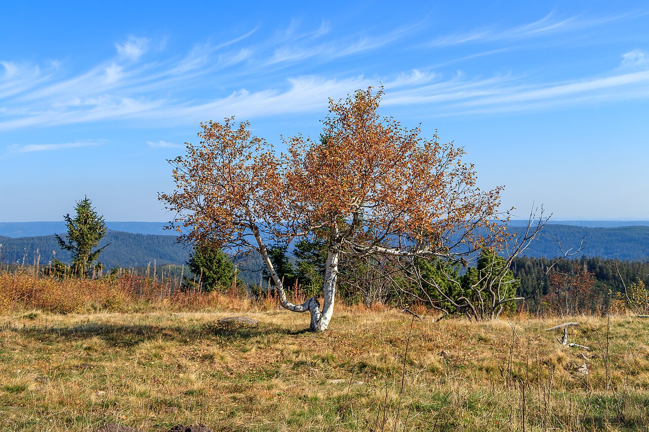 Downy birch and also as moor birch