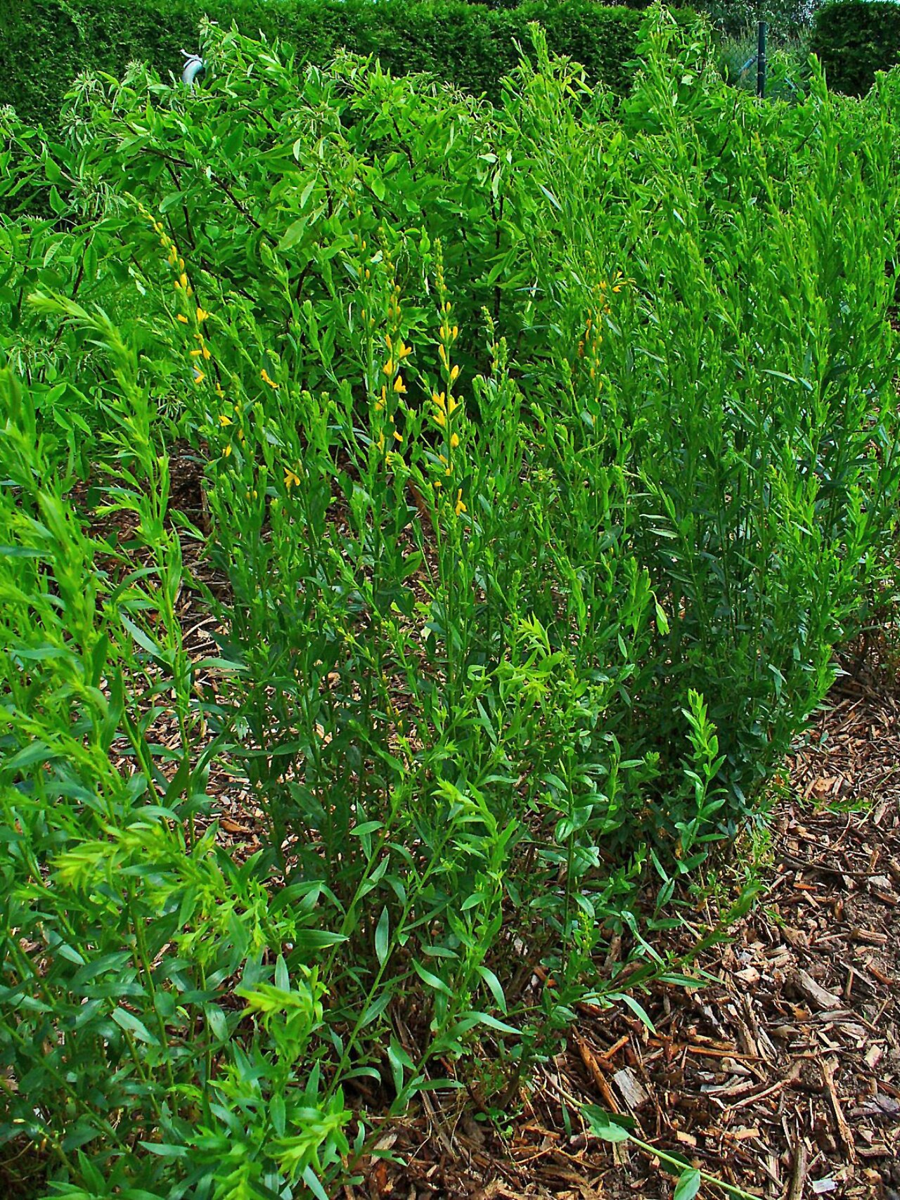 Genista tinctoria