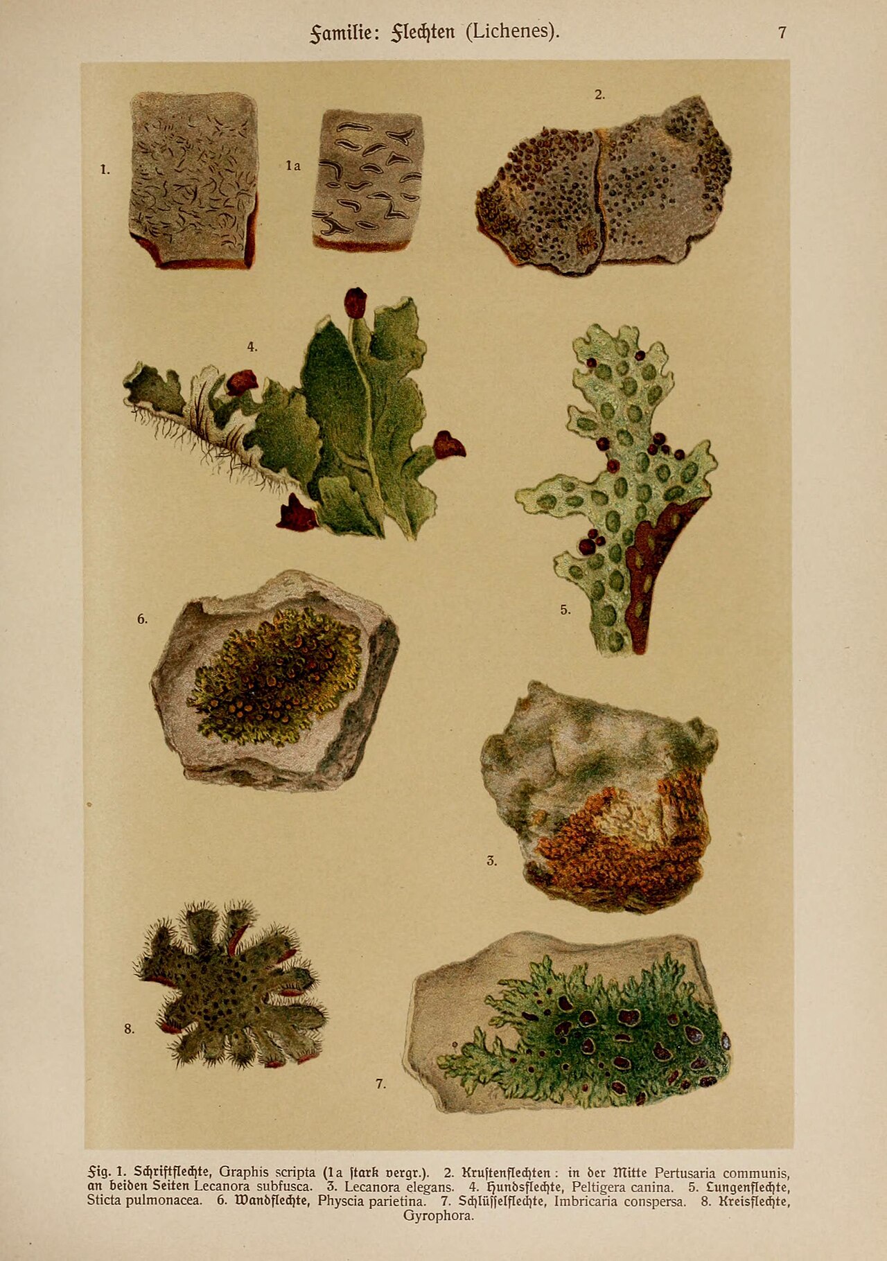 Graphis scripta