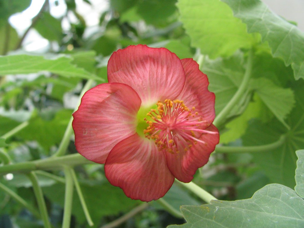Abutilon menziesii