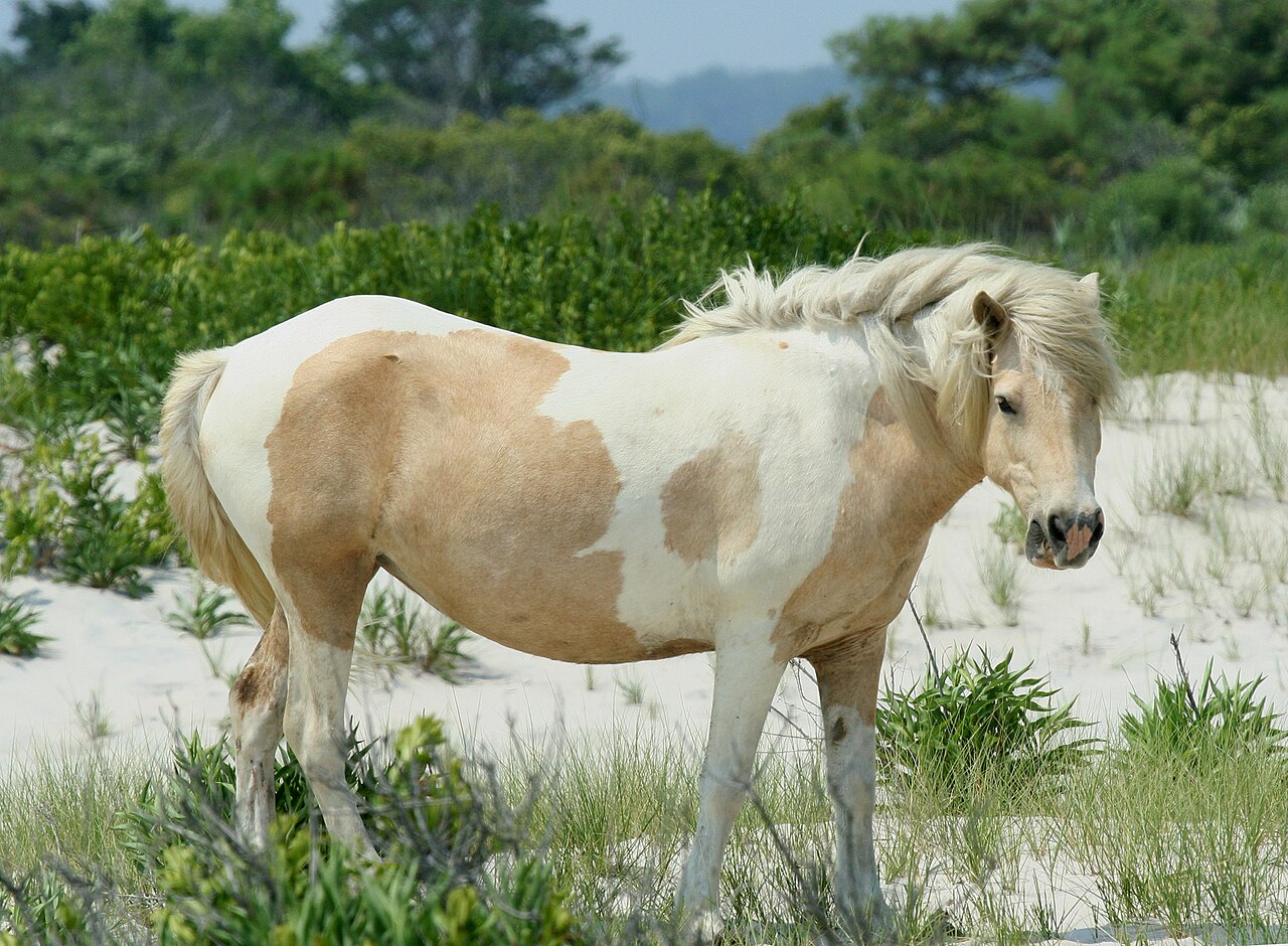 Chincoteague pony
