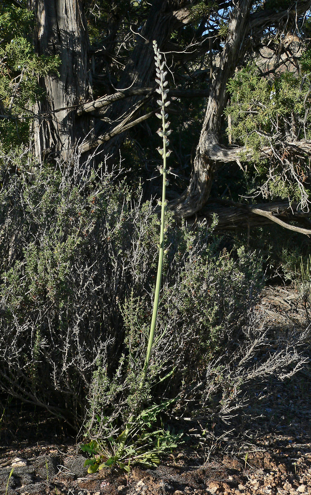 Streptanthus crassicaulis