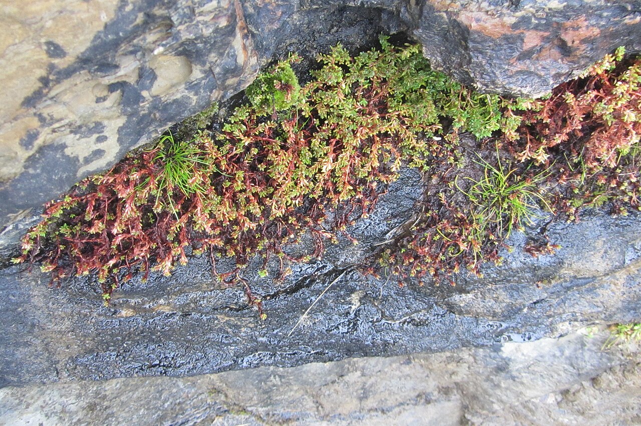 Crassula moschata