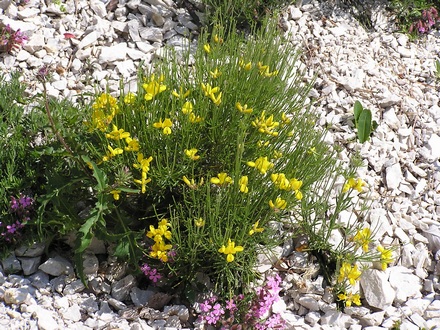 Genista radiata