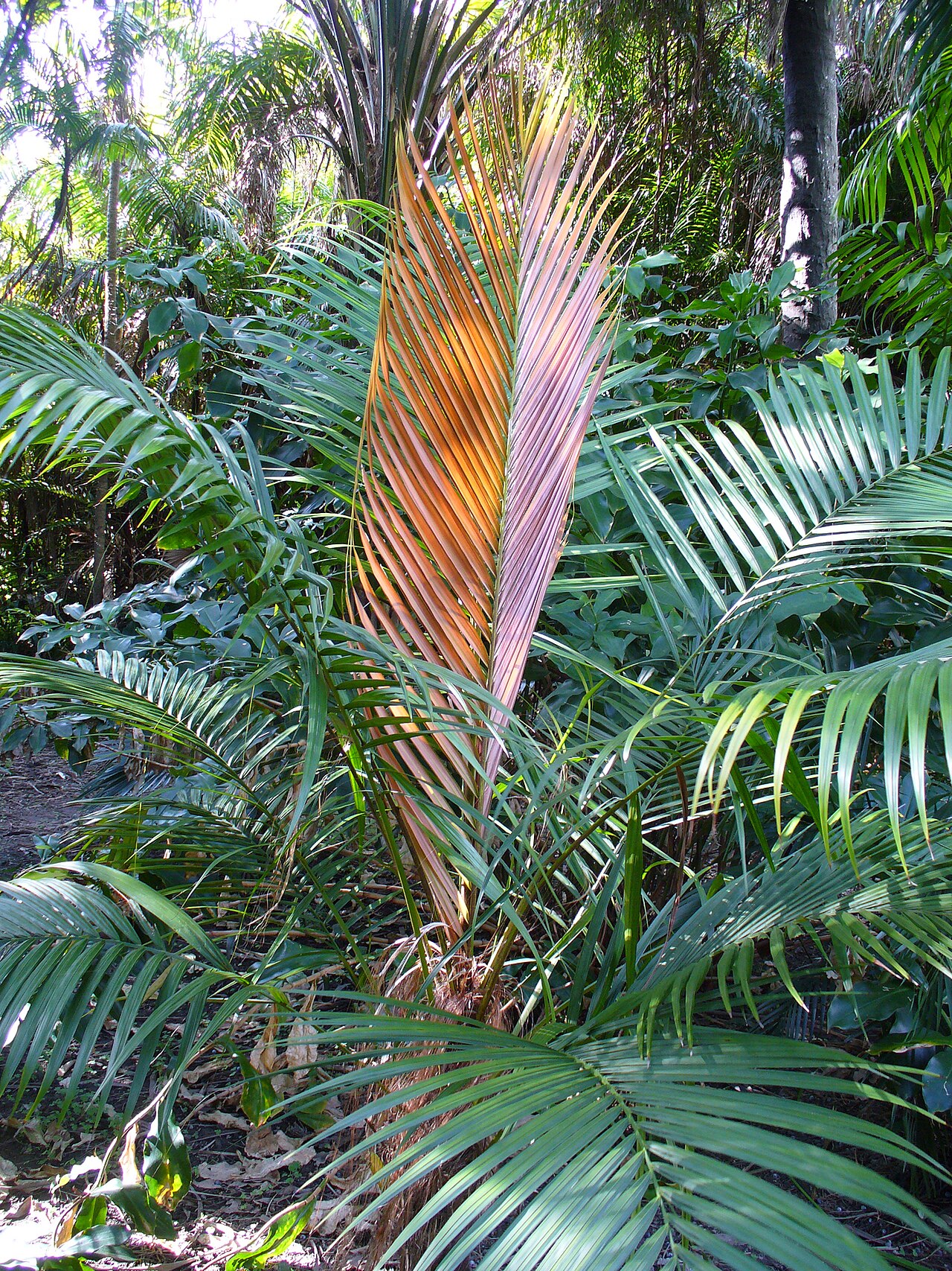 Dypsis crinita