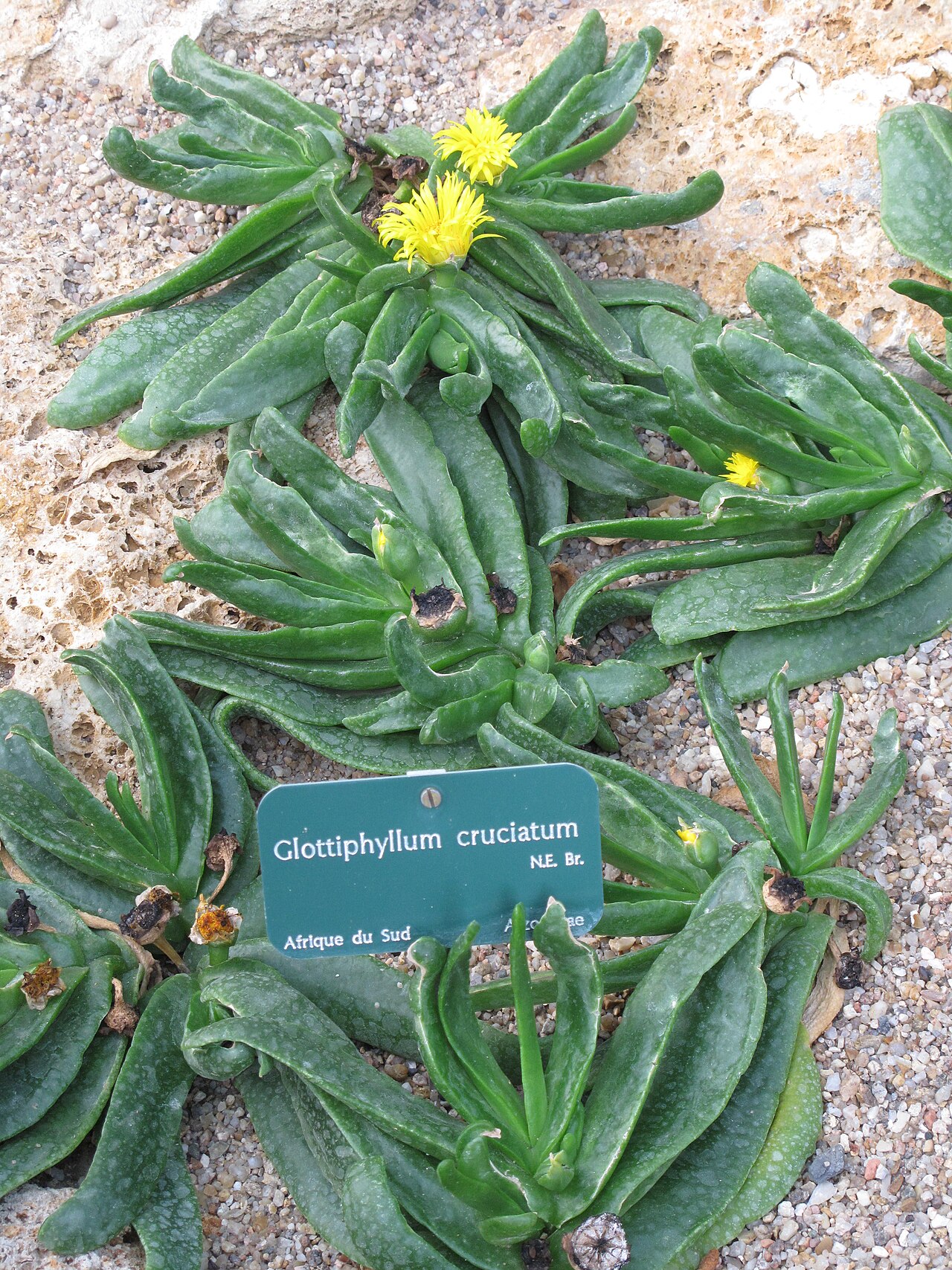 Glottiphyllum cruciatum