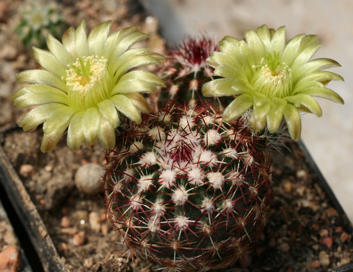 Echinocereus viridiflorus