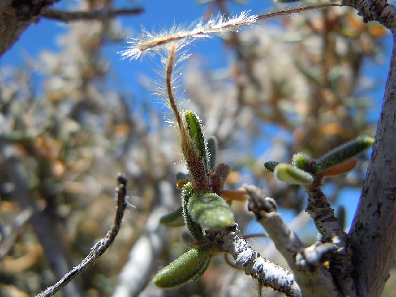 Cercocarpus ledifolius