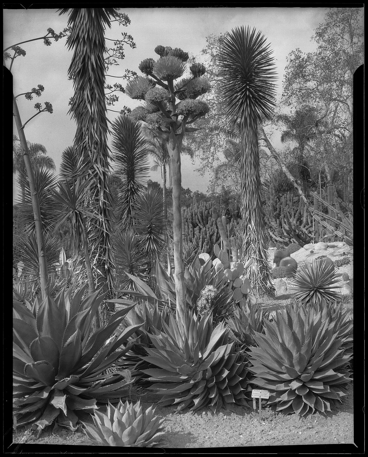 Agave shawii