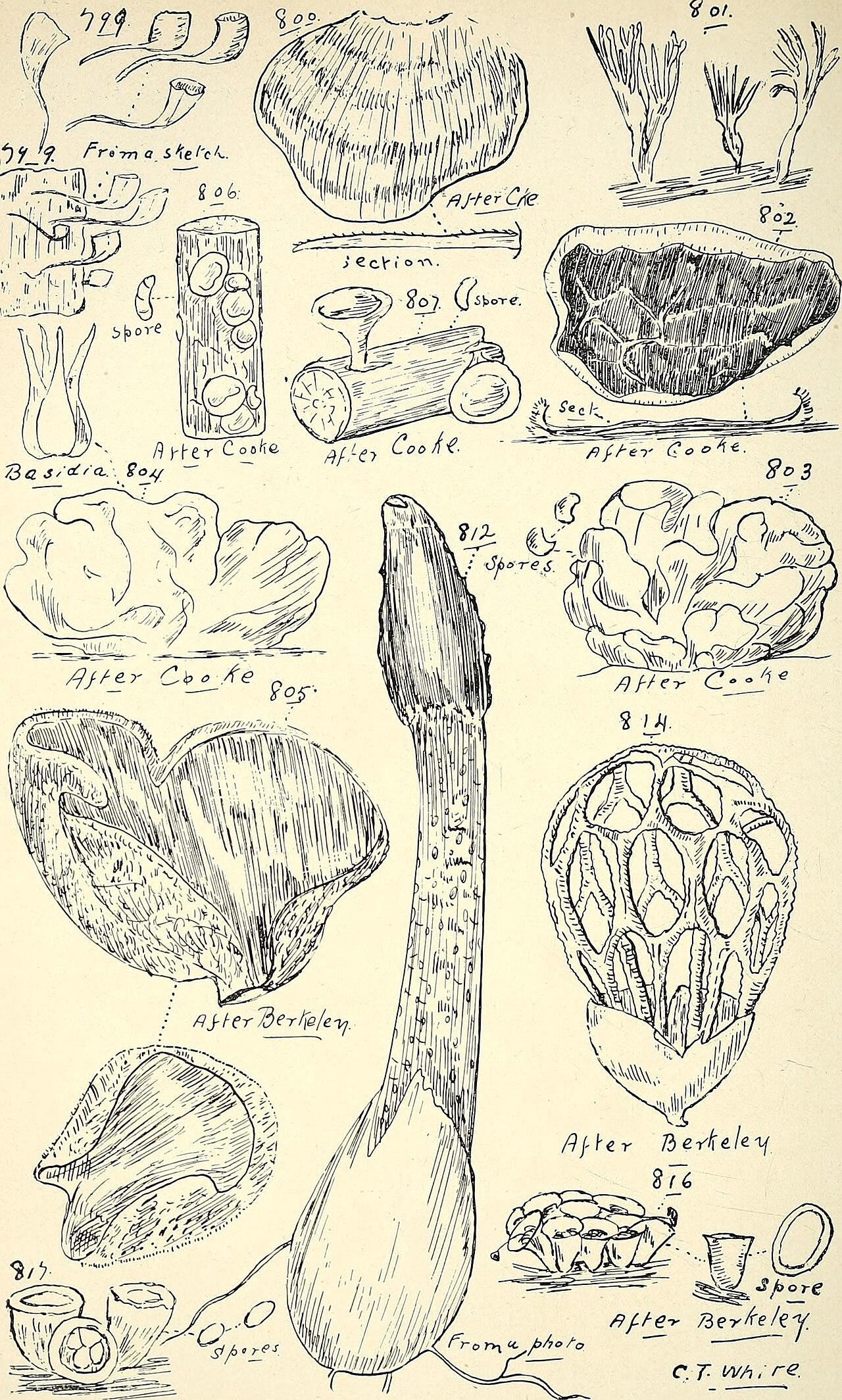 Tripe fungus