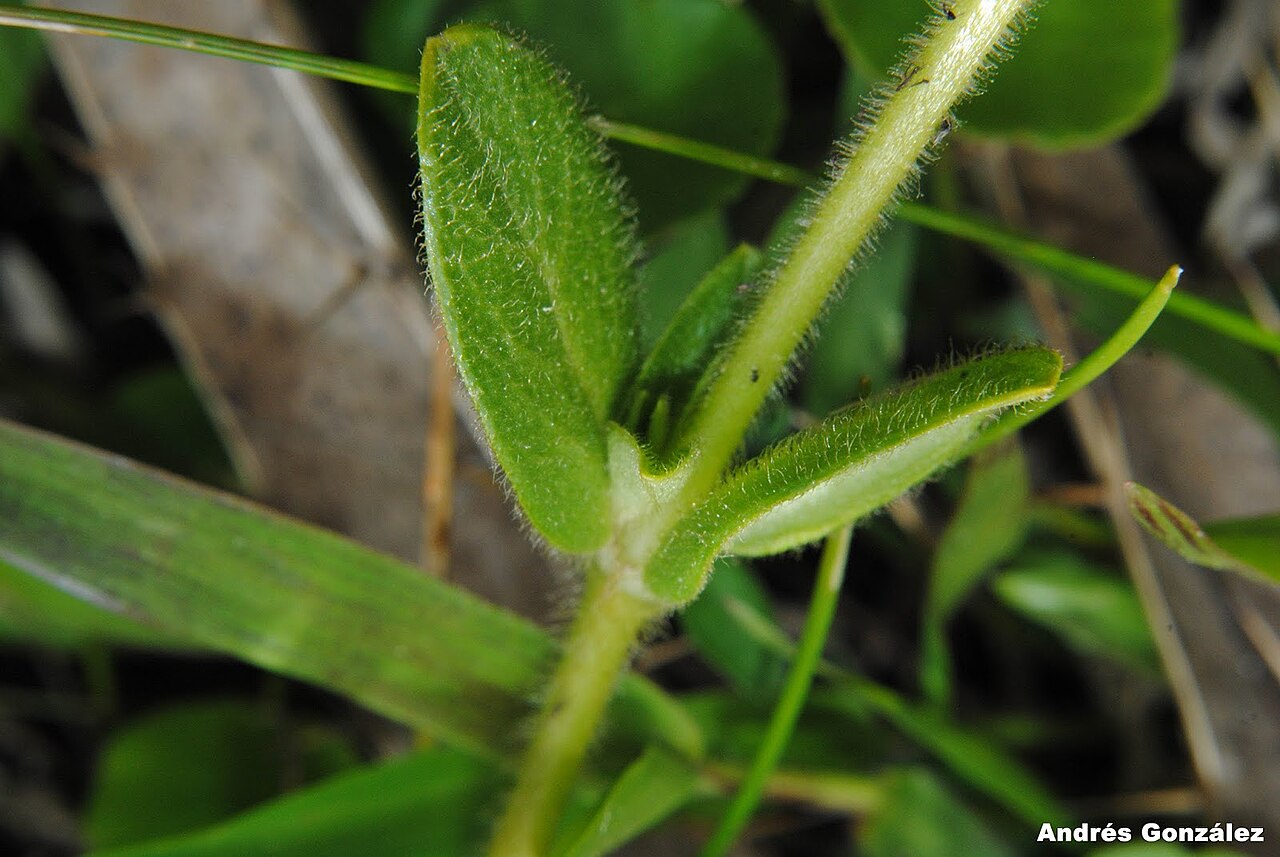 Cerastium rivulare