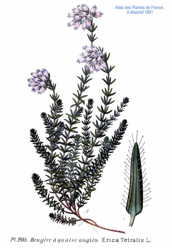 Erica tetralix
