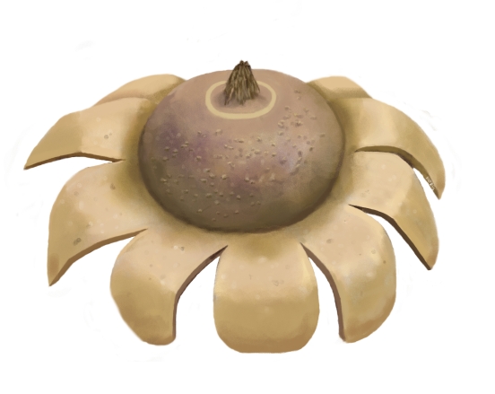 Geastrum corollinum