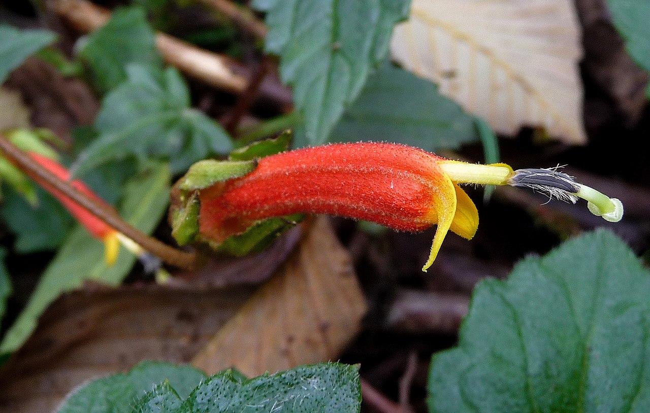 Centropogon comosus