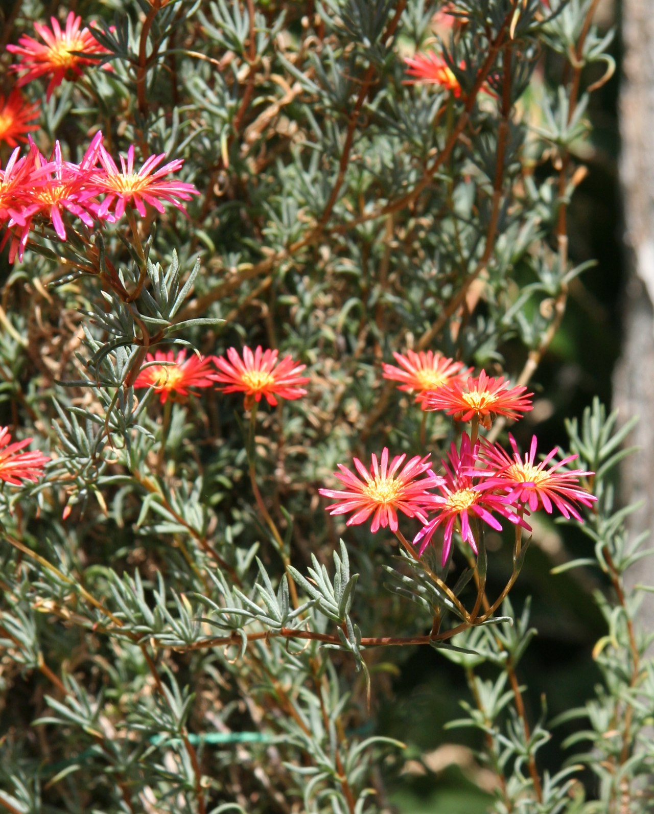 Lampranthus emarginatus