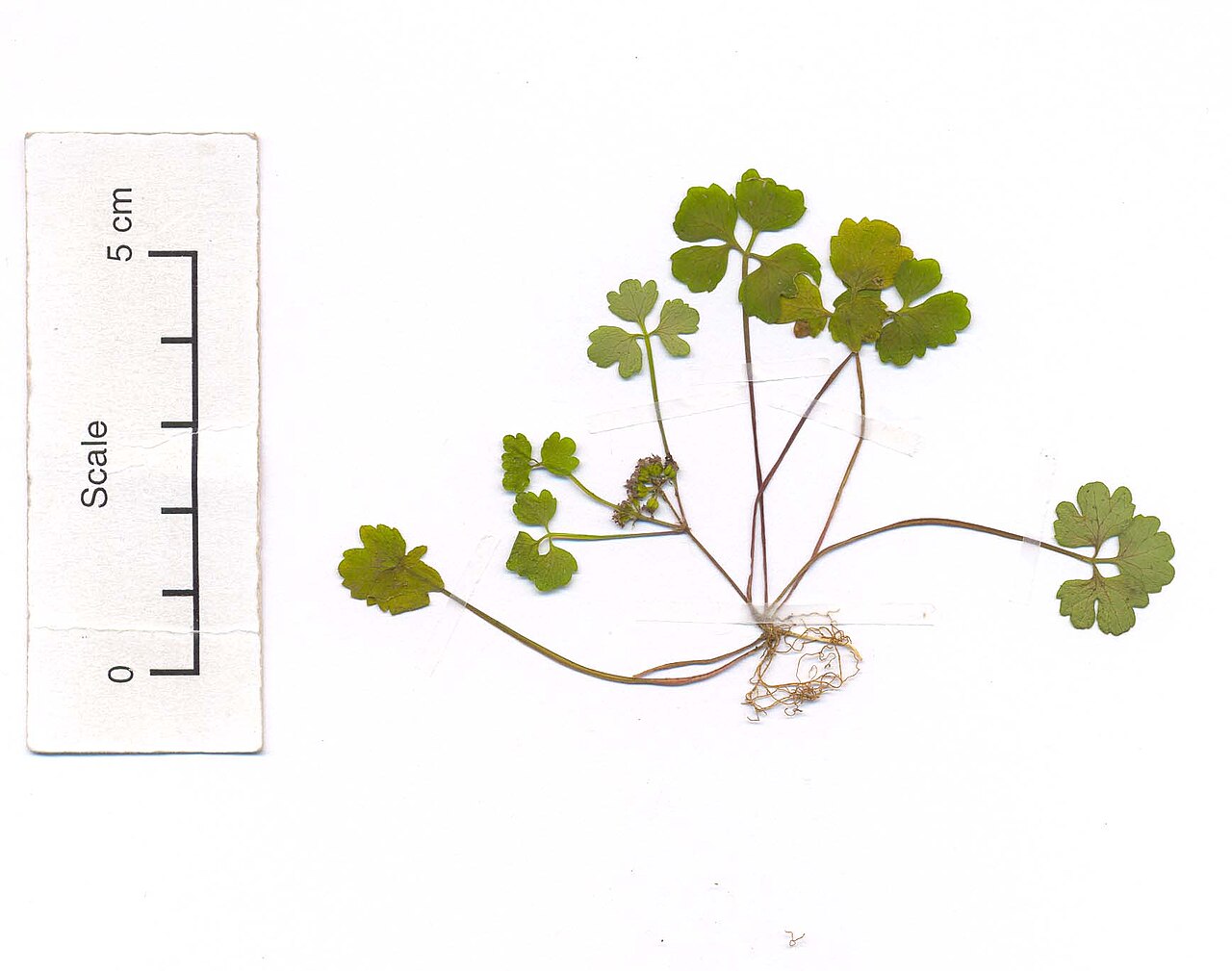 Azorella hookeri