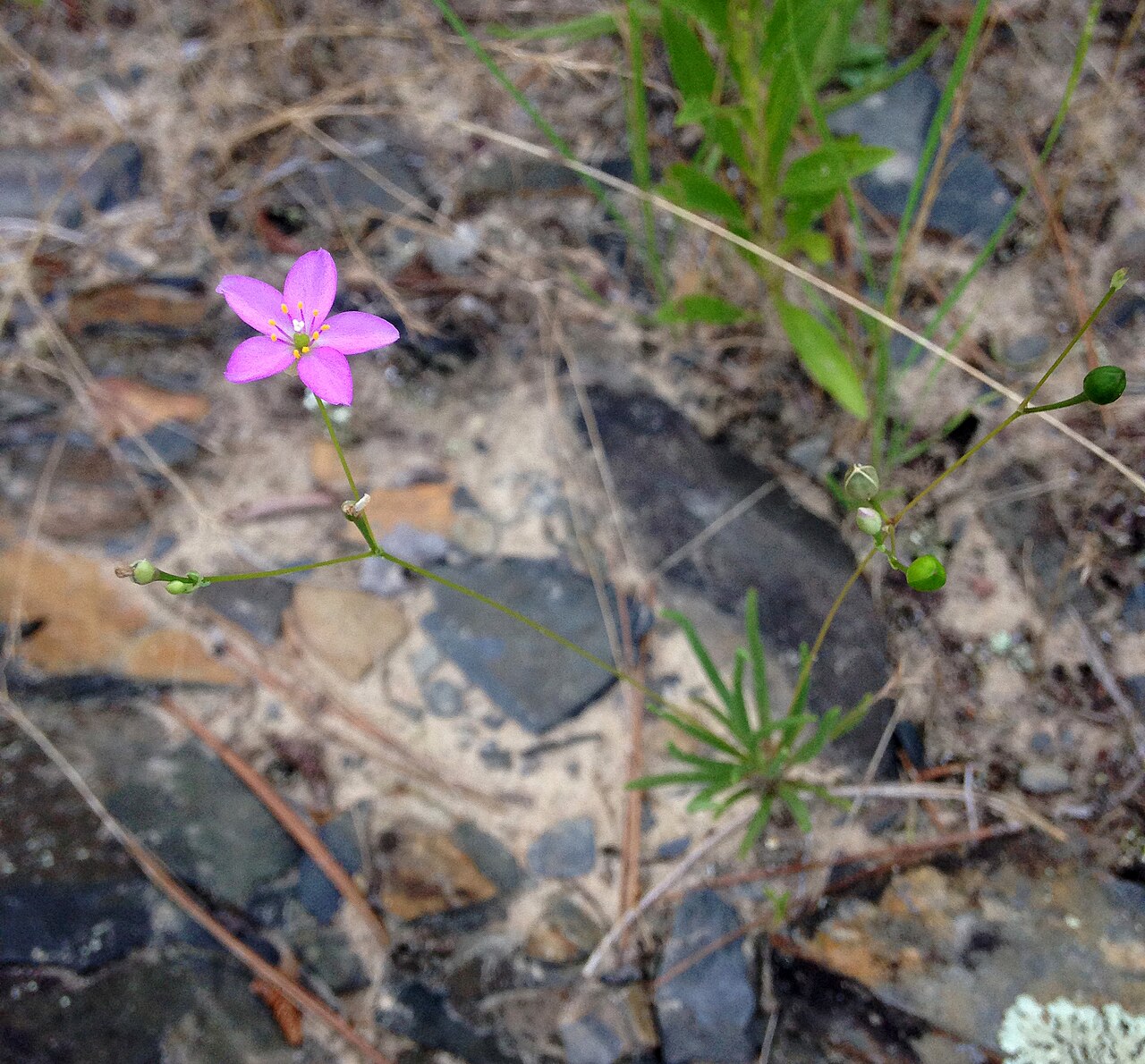 Phemeranthus parviflorus
