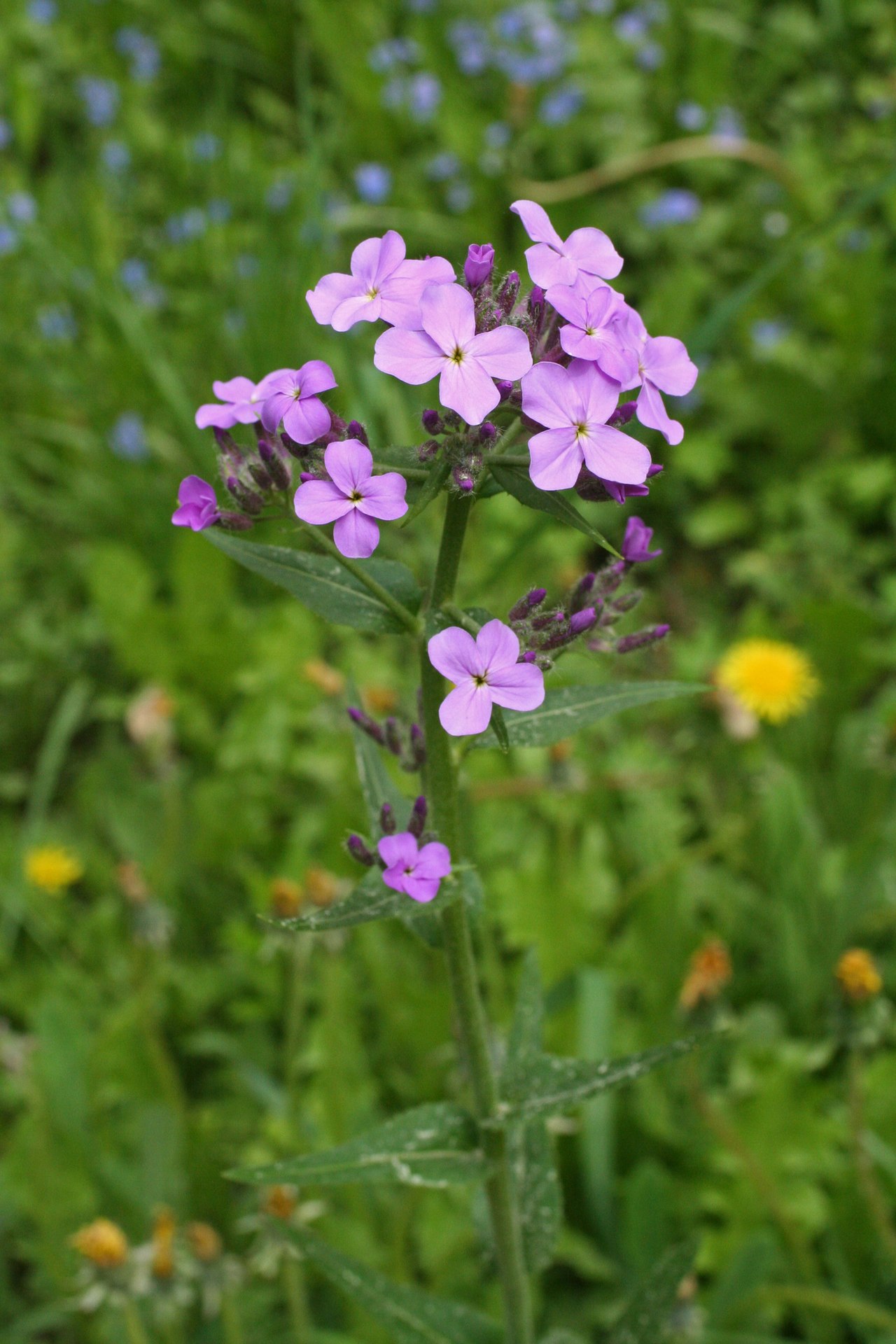 Hesperis sibirica