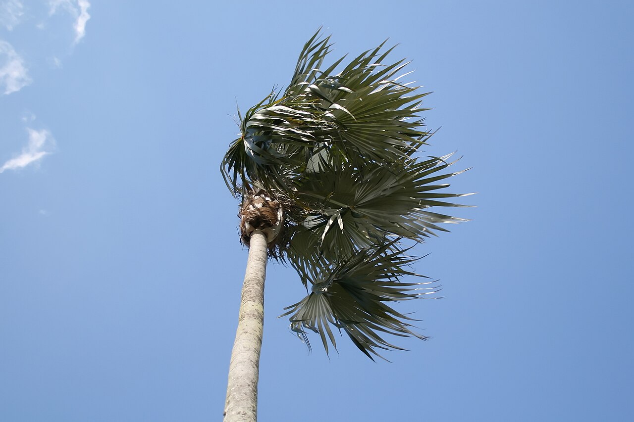 Coccothrinax proctorii
