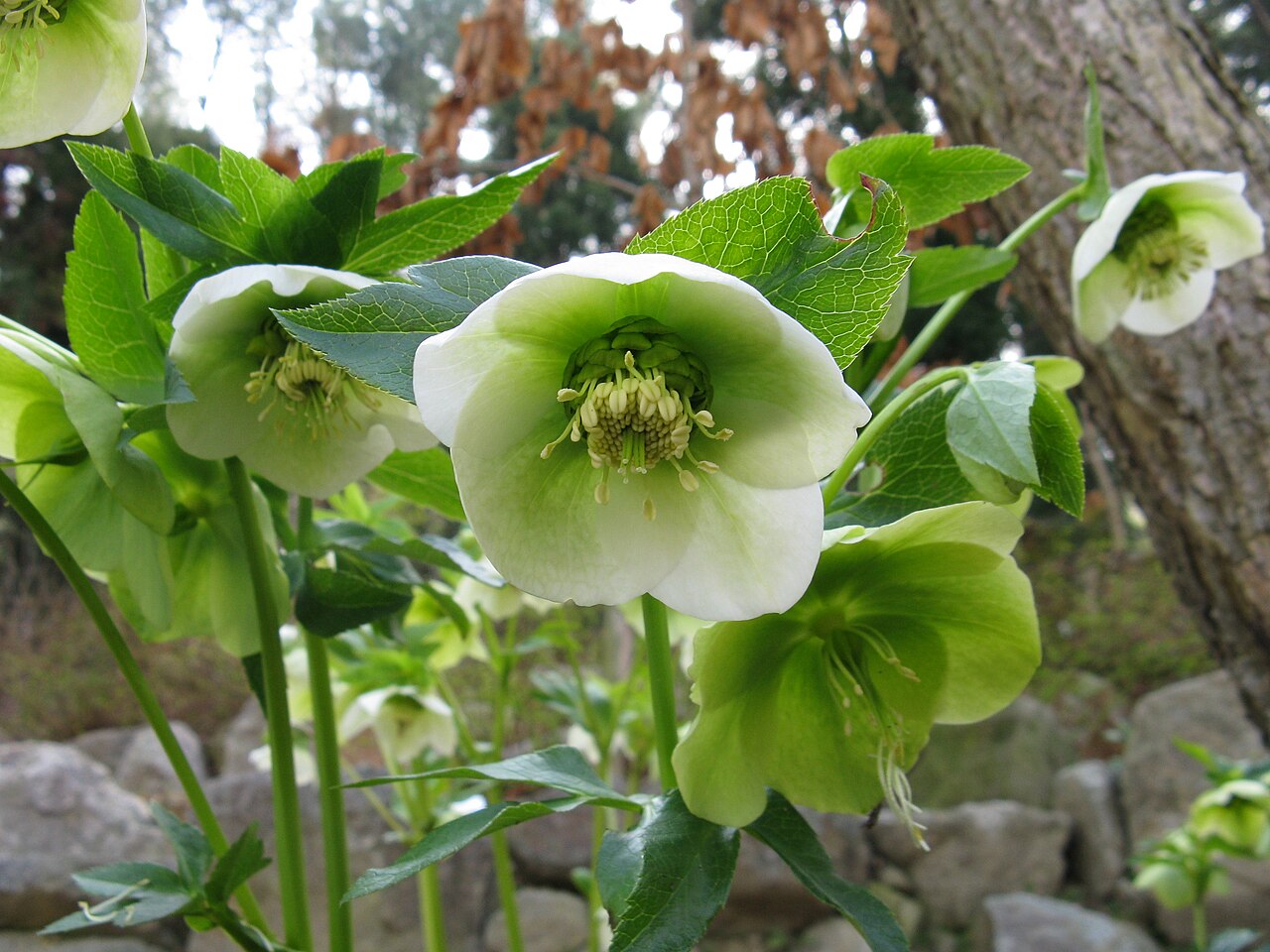 Helleborus orientalis