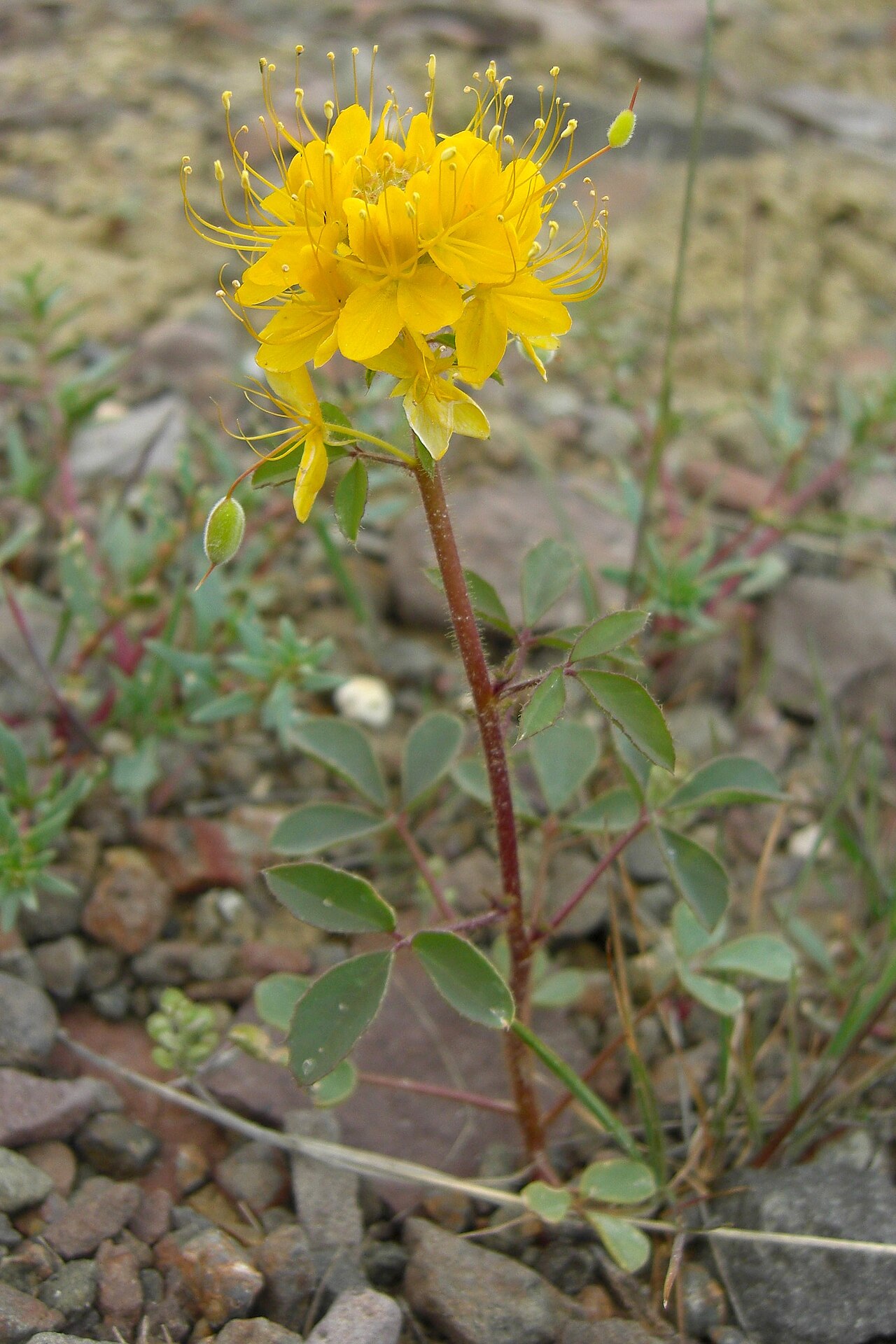 Cleome platycarpa