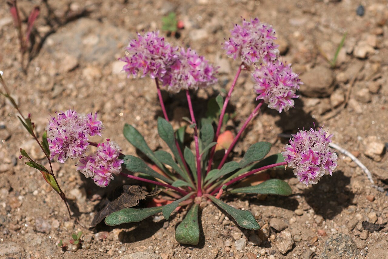 Cistanthe monosperma