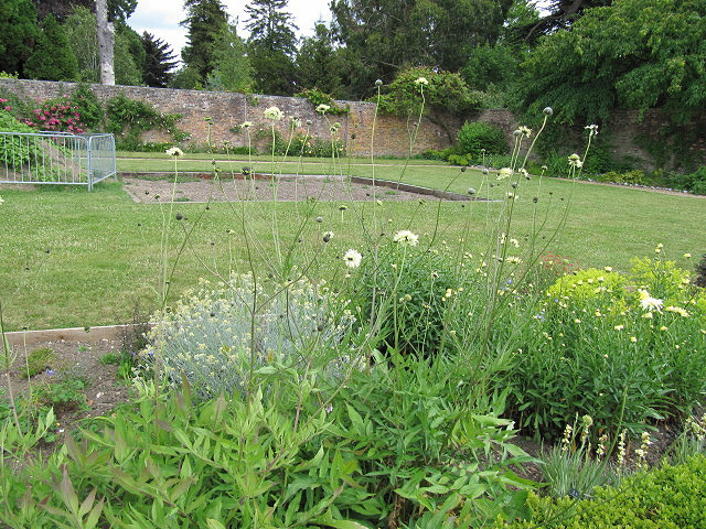Cephalaria pastricensis